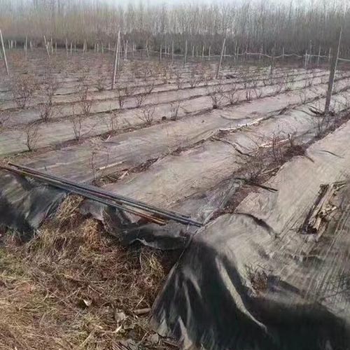 防草?8